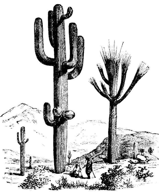 free black and white cactus clipart - photo #5