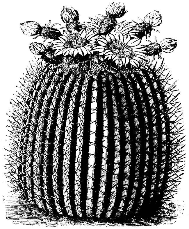free black and white cactus clipart - photo #36