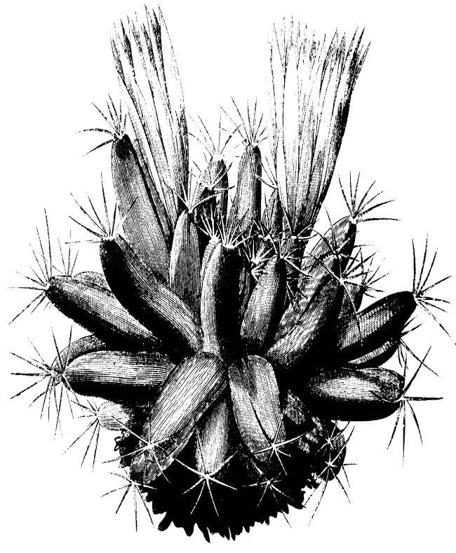 cactusflowers.jpg