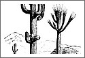 Saguaro_Cactus.jpg