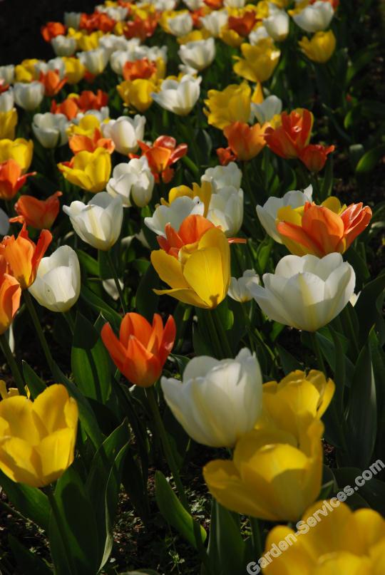 DSC_5443_Tulips.jpg