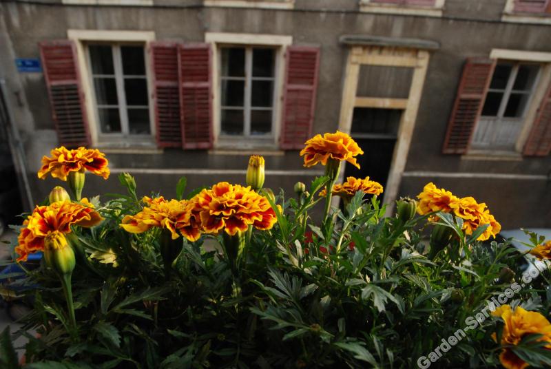 Marigolds_window_box_France.jpg