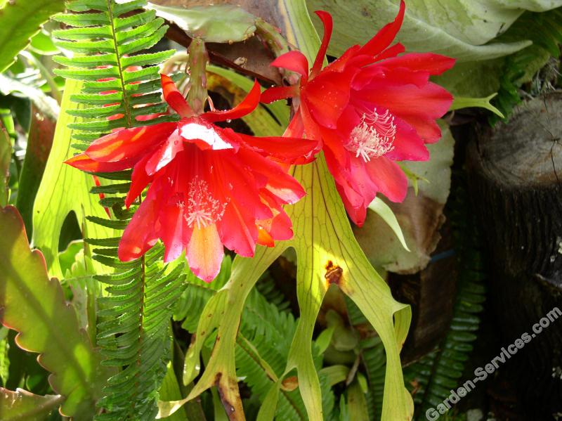 cactus_flowers_mullum.jpg