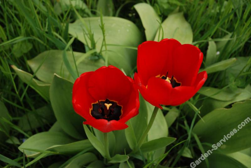 tulips_gorze_france.jpg