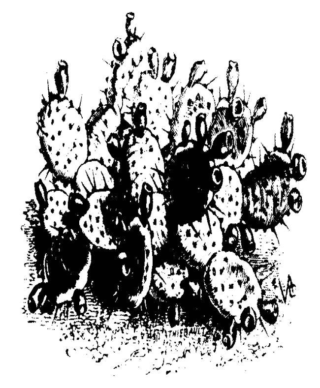 cactus003.jpg