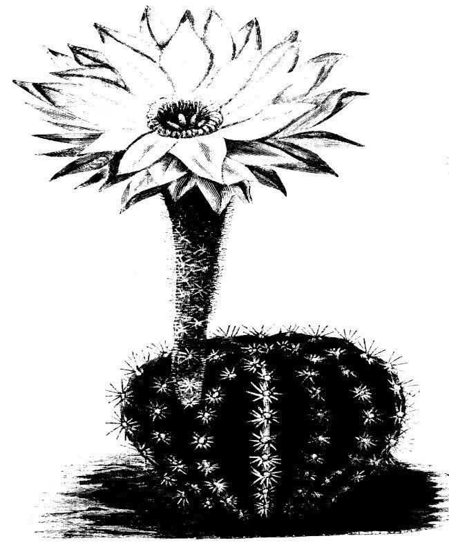 cactus_flower.jpg