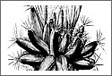 cactus6.jpg