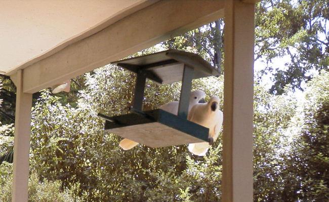 birdfeeder_with_galahs.jpg