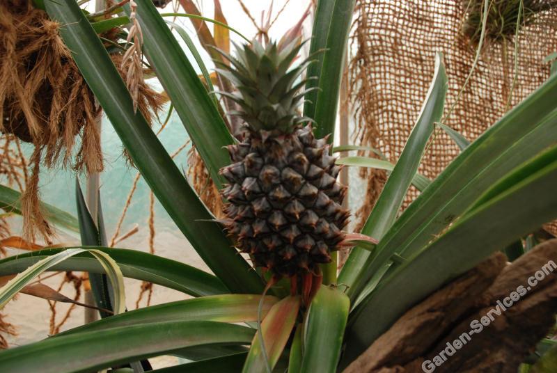 Pineapple_Plant_Metz.jpg