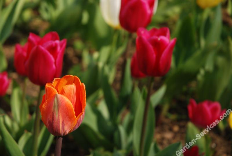 Tulips_France.jpg