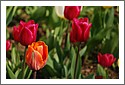 DSC_5441_Tulips.jpg