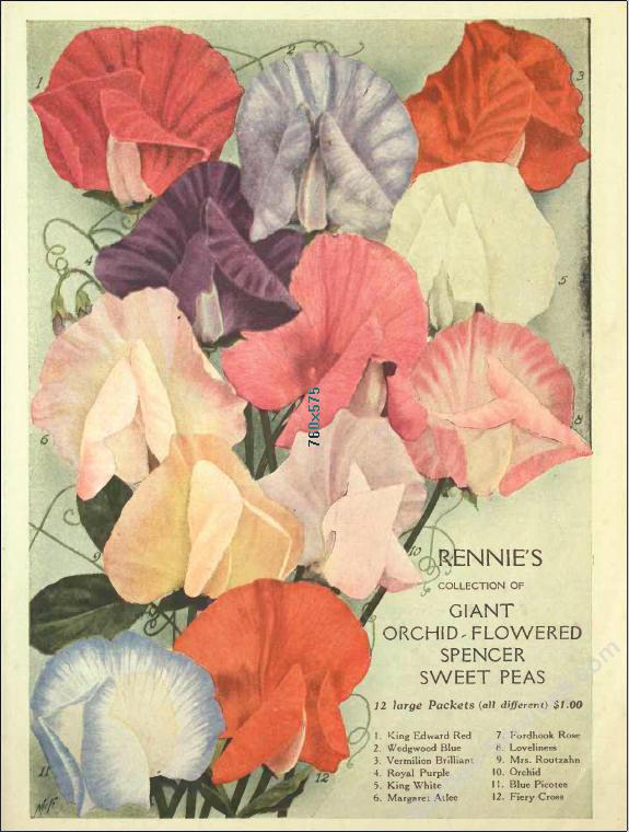 Rennies_1920_Sweet_Peas.jpg